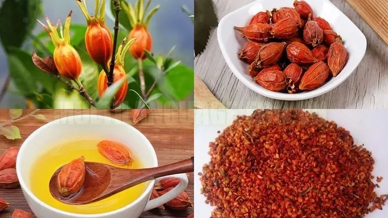 Cây dành dành - Đặc điểm, công dụng và cách trồng hiệu quả 8