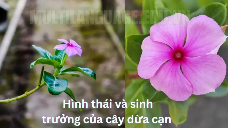 Cây dừa cạn - Vị thuốc quý chữa lành vết thương 2