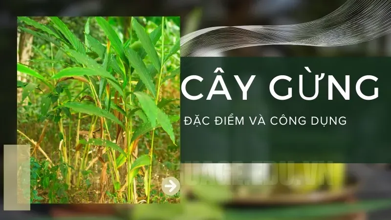 Cách sử dụng gừng để trị bệnh hiệu quả - Kinh nghiệm từ chuyên gia 6