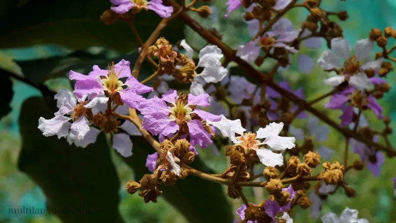 hoa bằng lăng 2