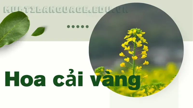 Hoa cải vàng 1