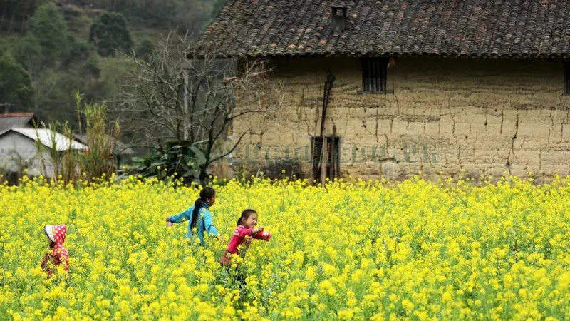 Hoa cải vàng 4