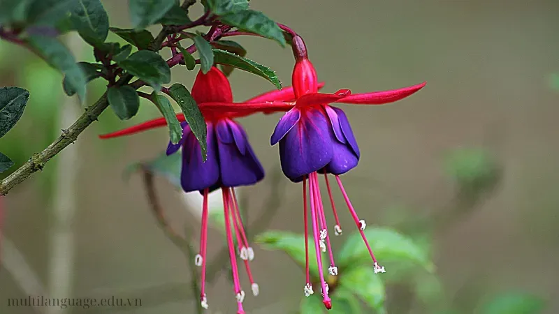 Hoa Lồng Đèn (Fuchsia) 1