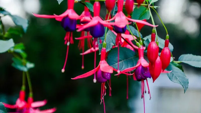 Hoa Lồng Đèn (Fuchsia) 2