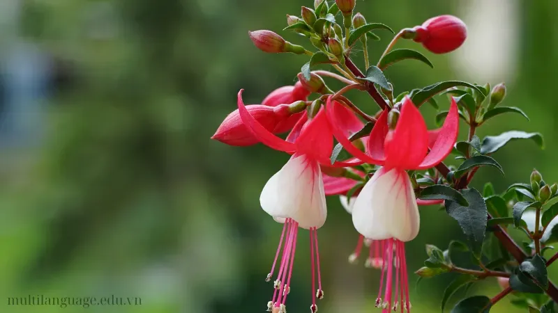 Hoa Lồng Đèn (Fuchsia) 3