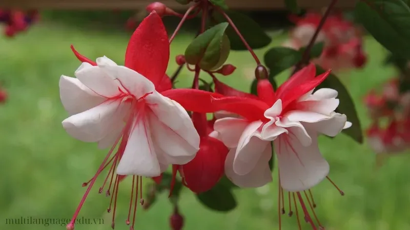 Hoa Lồng Đèn (Fuchsia) 4