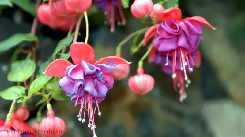 Hoa Lồng Đèn (Fuchsia) 5