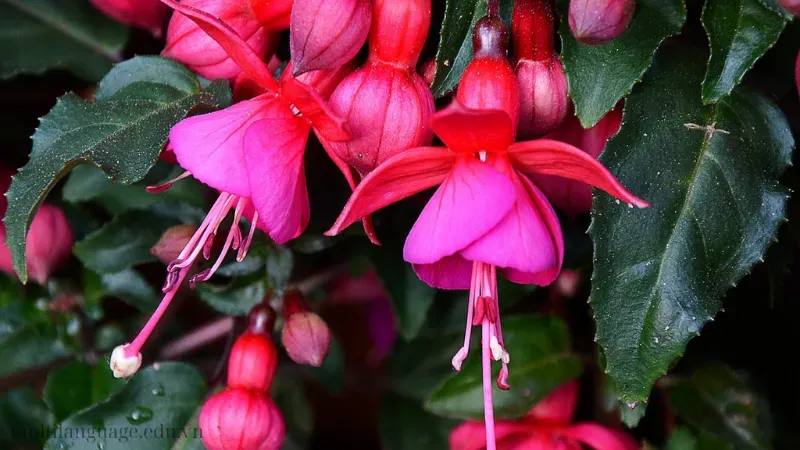 Hoa Lồng Đèn (Fuchsia) 6