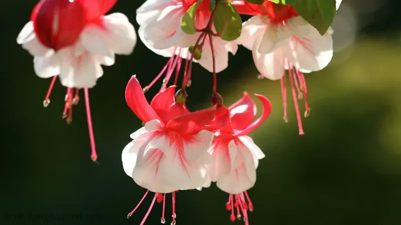 Hoa Lồng Đèn (Fuchsia) 7