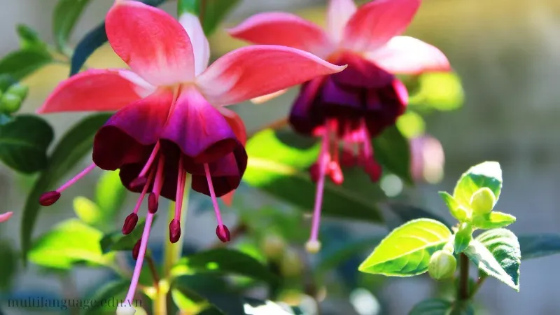 Hoa Lồng Đèn (Fuchsia) 8