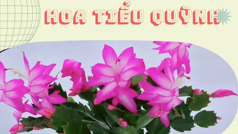 Hoa Tiêu quỳnh 1