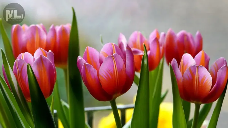 hoa tulip 9