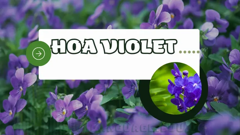 Hoa violet 1