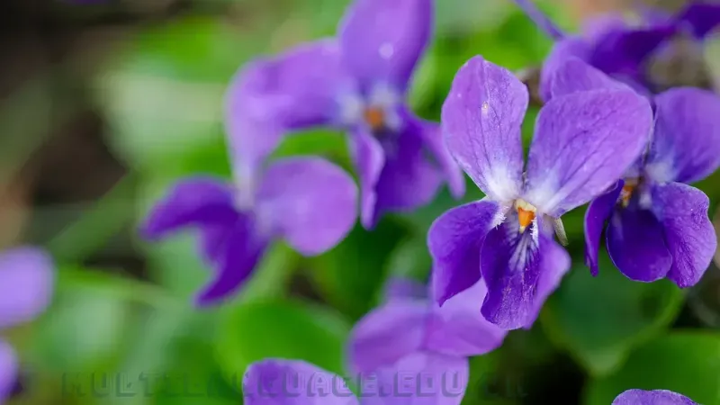 Hoa violet 6