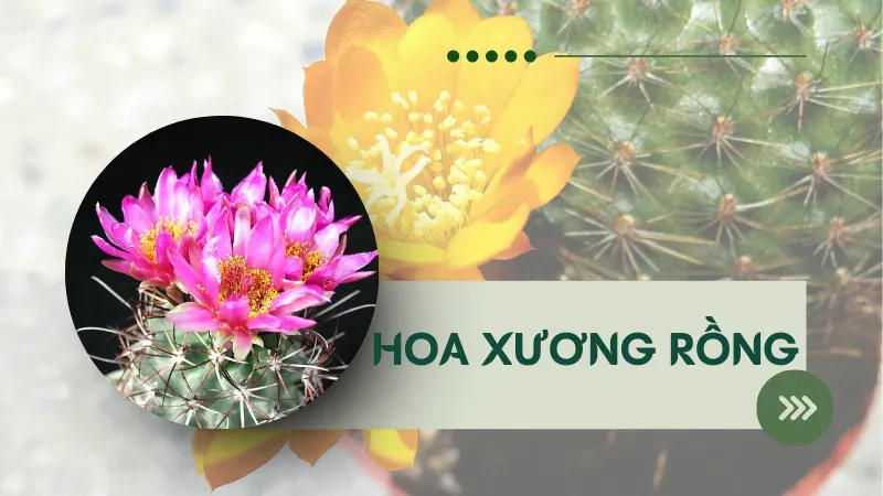 hoa xương rồng 1