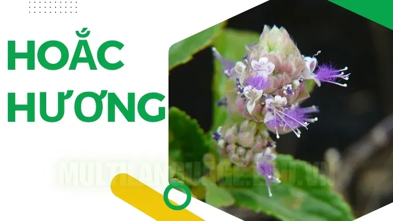 Cây hoắc hương chữa bệnh gì? Những bài thuốc dân gian hiệu quả 1