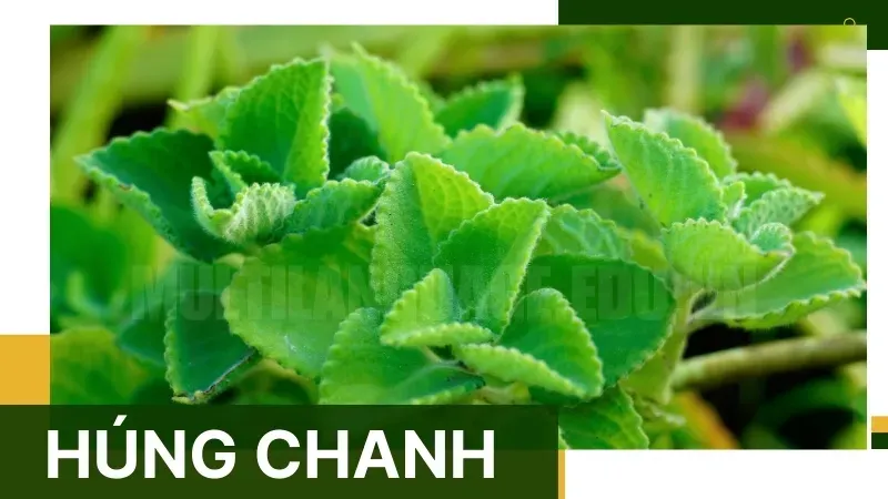 Công dụng của cây húng chanh trong việc trị ho và cảm cúm 6