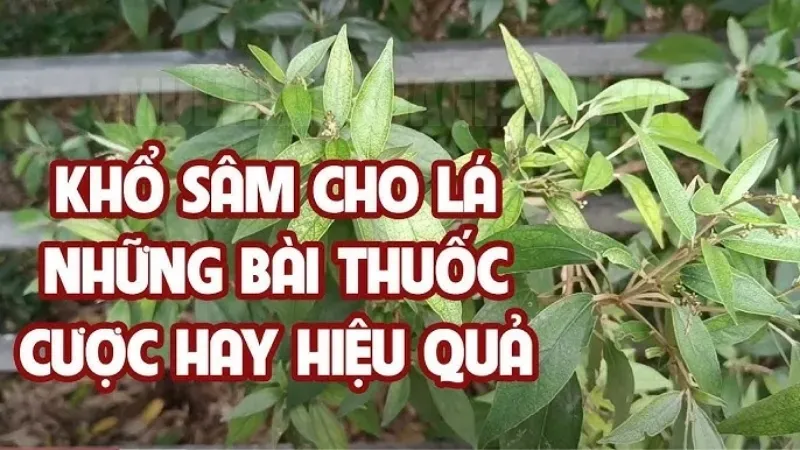 Điều trị viêm dạ dày, mụn nhọt và tim mạch bằng cây khổ sâm 2