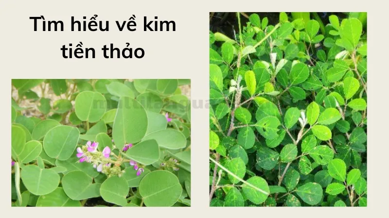 kim tiền thảo 1