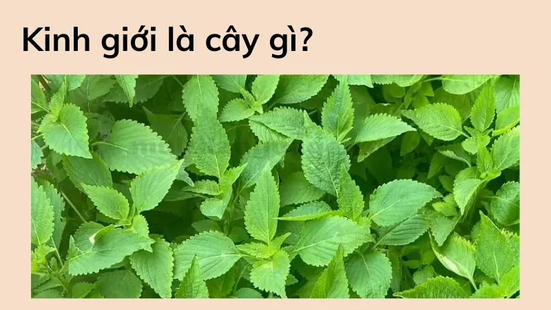 kinh giới 1