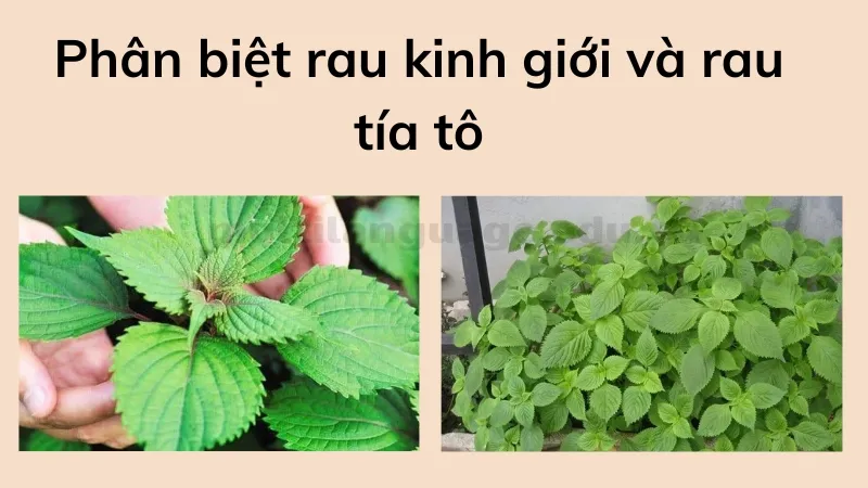 kinh giới 2