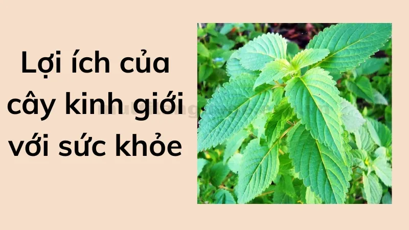 kinh giới 3