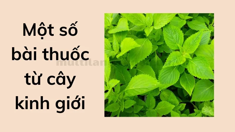 kinh giới 6