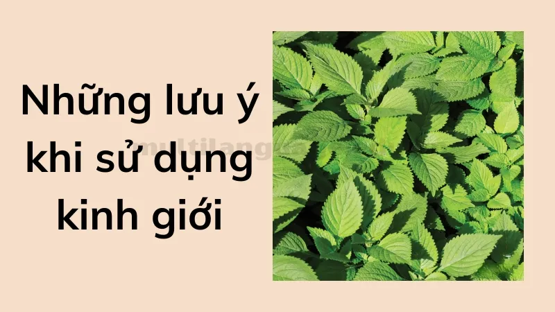 kinh giới 8