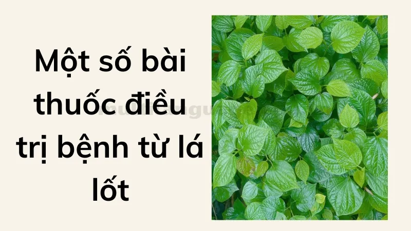 lá lốt 3