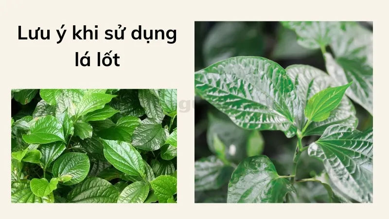 lá lốt 6