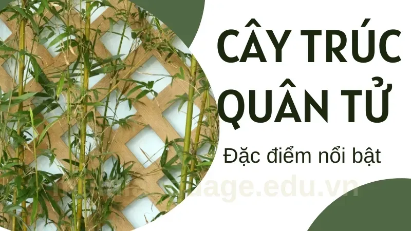 Phong thủy cây trúc quân tử - Có nên trồng cây trước nhà ? 6