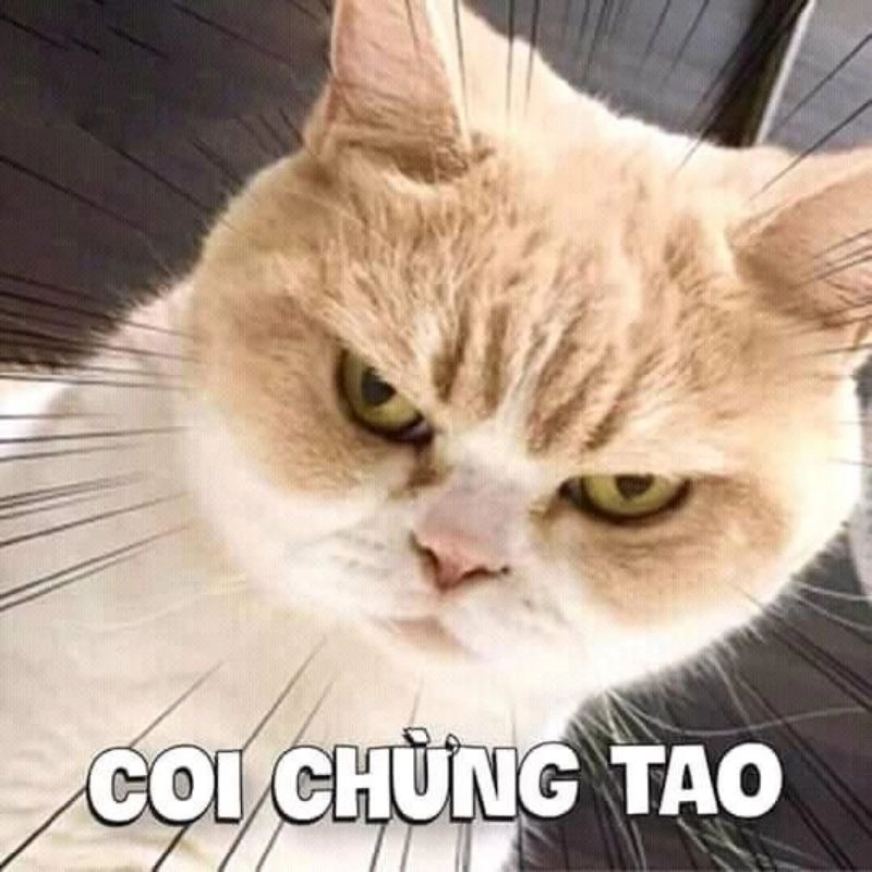 Chào ngày đặc biệt với 8/3 vui vẻ meme, biểu cảm dễ thương.