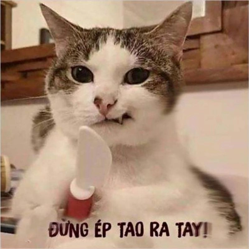 Lan tỏa tiếng cười qua 20/10 vui vẻ meme, đáng yêu và ý nghĩa.