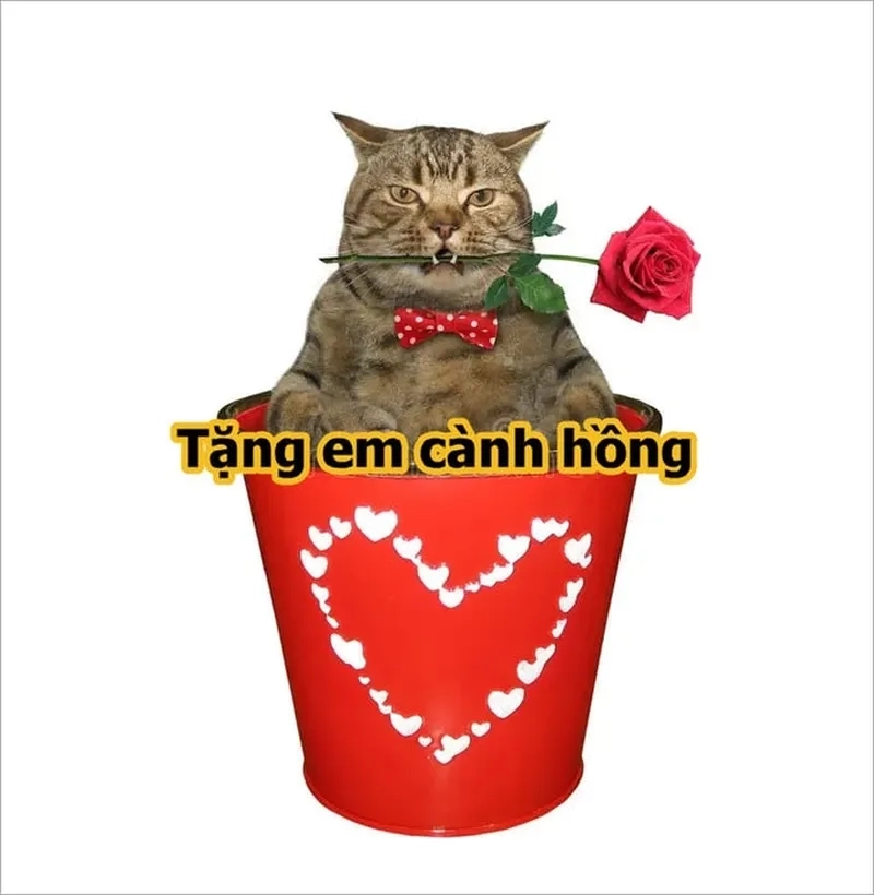 Mèo meme tặng quà này chắc chắn sẽ mang lại sự vui vẻ trong từng hành động dễ thương.