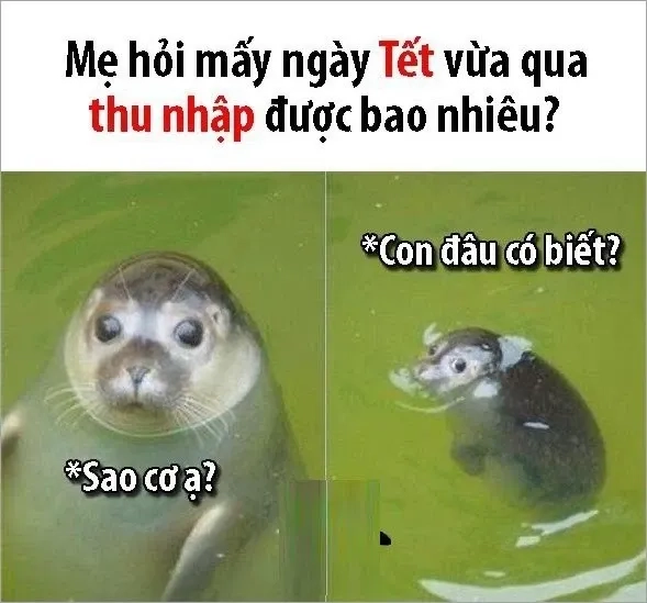 Meme mèo tết 2024 là những hình ảnh vui nhộn, dễ thương để đón Tết 2024.