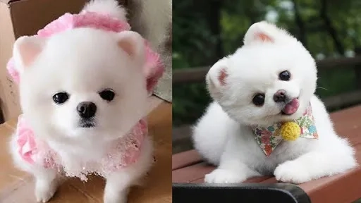 Làm mới avatar với avatar chó shiba bựa, độc đáo và cực ngầu.