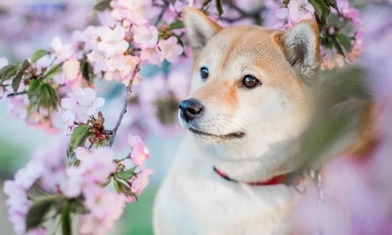 Chọn hình nền shiba cute để thể hiện phong cách dễ thương và vui nhộn.