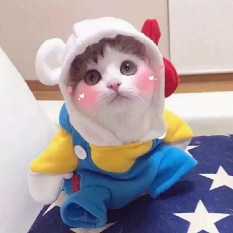 Tạo sự dễ thương với avatar hình mèo cute cực kỳ ngộ nghĩnh.