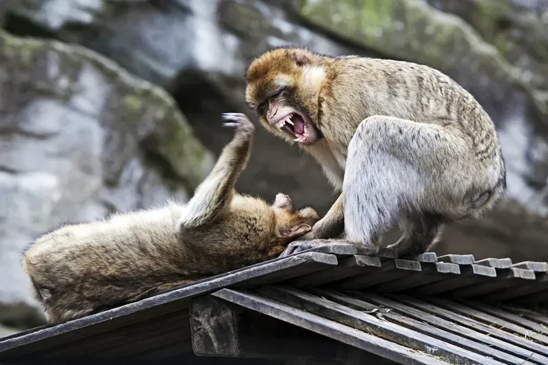 Ava mèo đôi ngọt ngào là lựa chọn lý tưởng cho các cặp đôi yêu mèo.