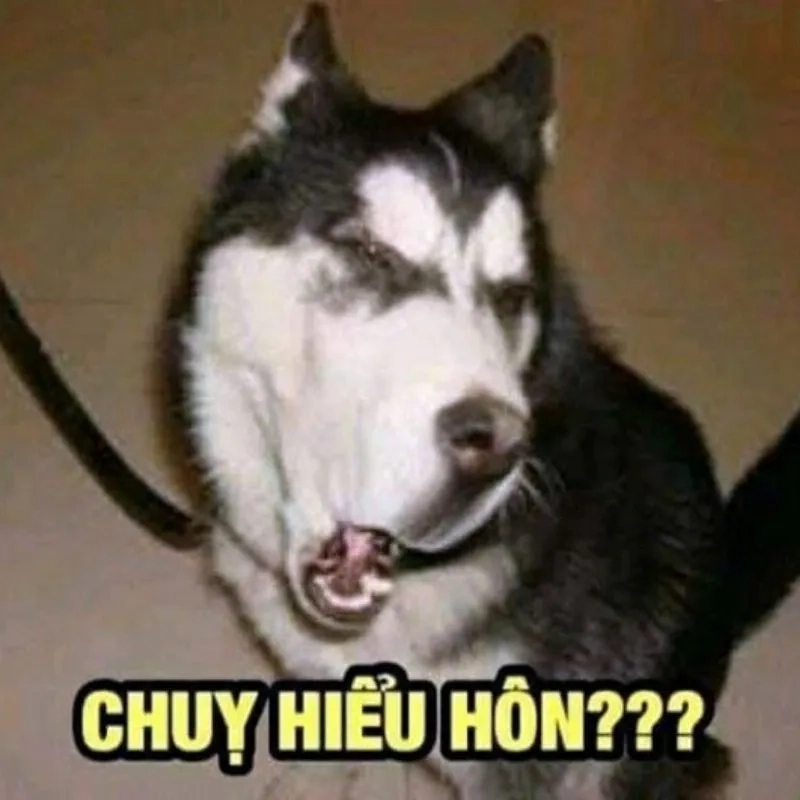 Khám phá ảnh meme hài hước bựa đầy bất ngờ và thú vị!