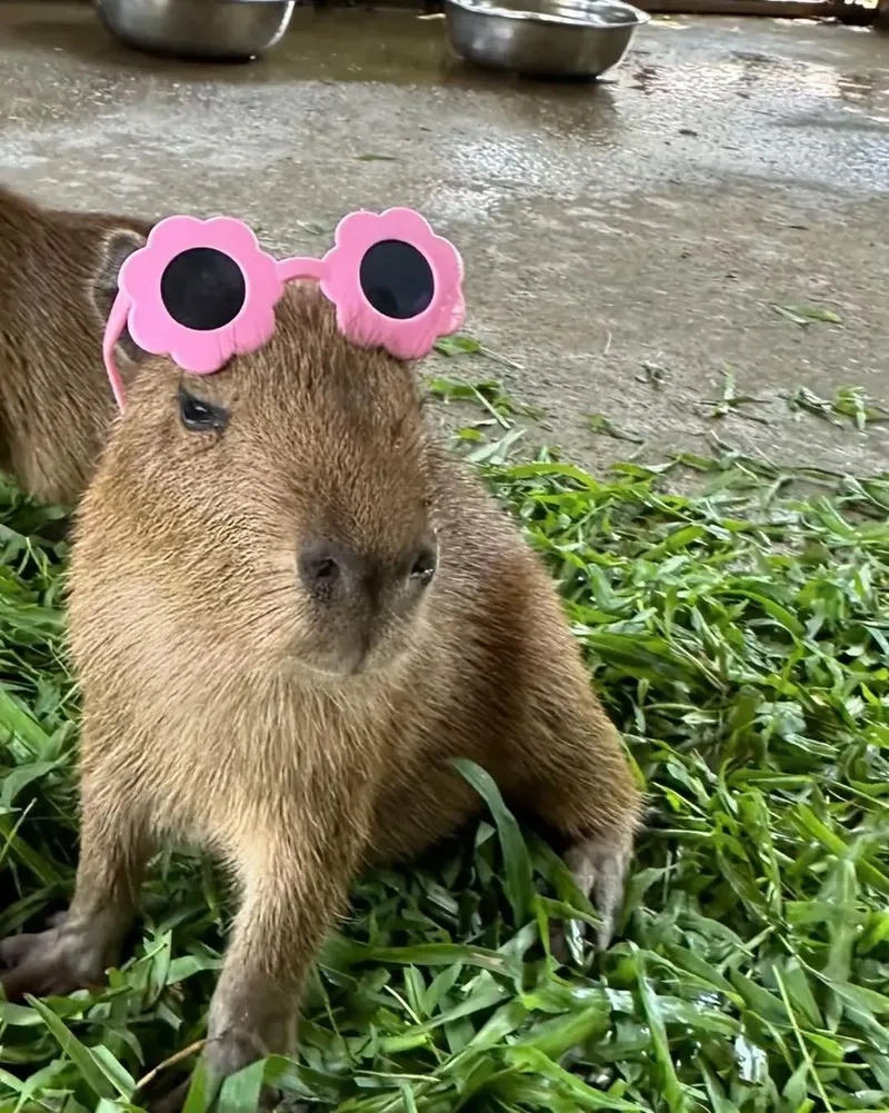 Capybara driving meme thú vị với hình ảnh capybara điều khiển xe trong các tình huống vui nhộn.