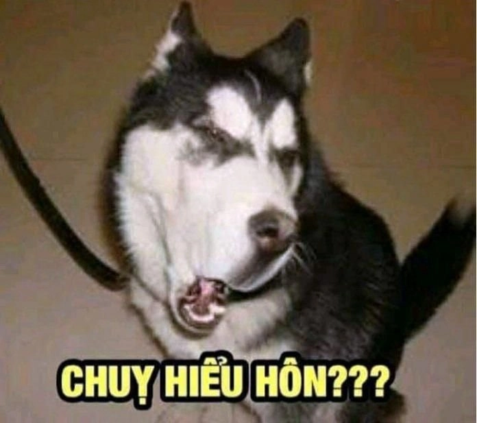 Những hình ảnh chó cười cute khiến bạn không thể ngừng mỉm cười!