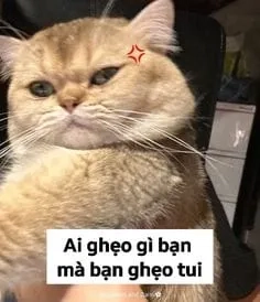 Meme mèo chuối khóc mang đến sự vui nhộn với hình ảnh mèo khóc cùng chuối.