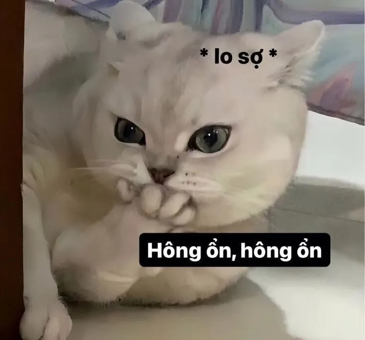 Ảnh mèo meme khóc là bức ảnh cực kỳ đáng yêu và thú vị với mèo khóc.