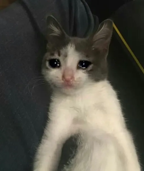 Meme cat cry thể hiện sự xúc động với biểu cảm của mèo đáng yêu.