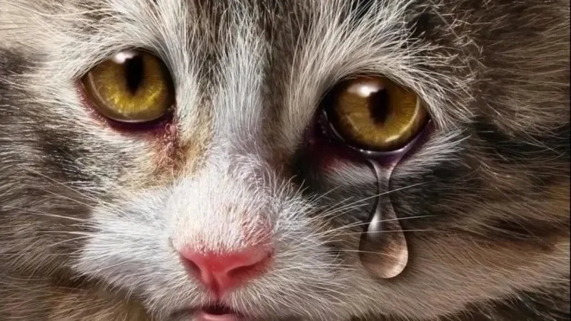 Cry cat meme thể hiện cảm xúc mạnh mẽ của chú mèo khi buồn.