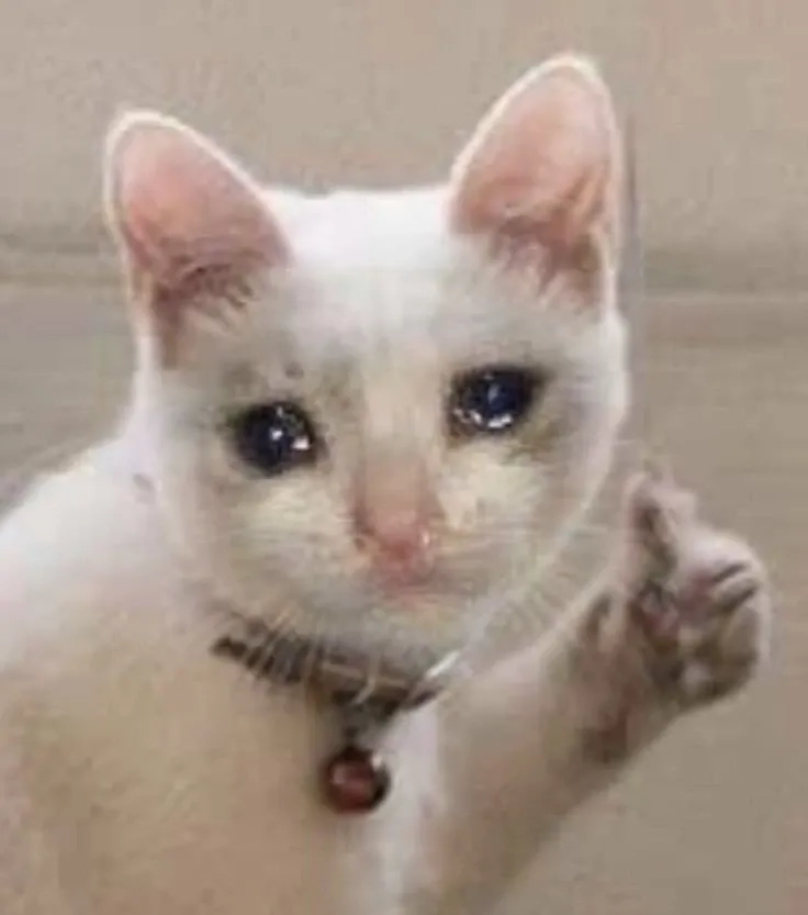 Cat crying meme thú vị với hình ảnh mèo đang rơi nước mắt.