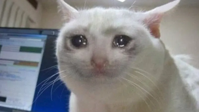 Cat meme cry mang đến sự dễ thương pha lẫn buồn bã của mèo.