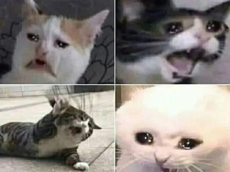 Meme cat crying thú vị khi thấy mèo khóc trong những tình huống ngộ nghĩnh.