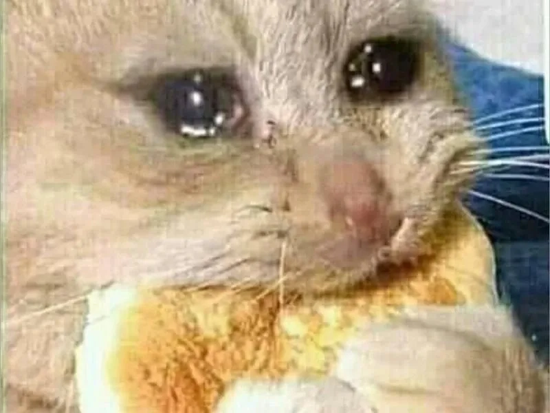 Meme crying cat đầy cảm xúc, thể hiện nỗi buồn của những chú mèo dễ thương.